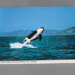 Vintage Postcard - Killer Whale Vancouver Island Canada - Peacock Postcards